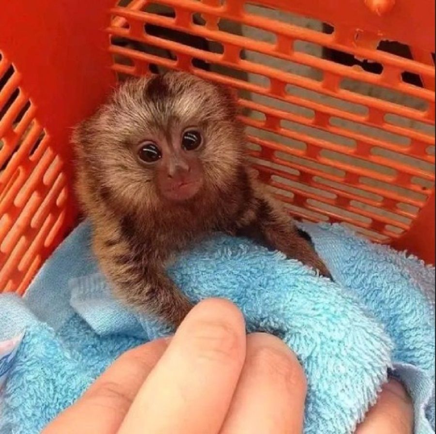 Marmoset-Monkeys-For-Sale.jpg
