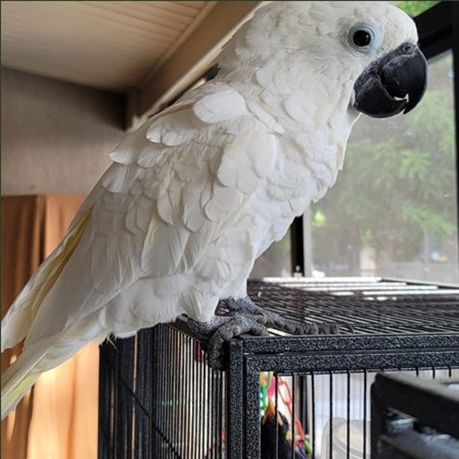 Cockatoo-parrots-for-sale.jpg