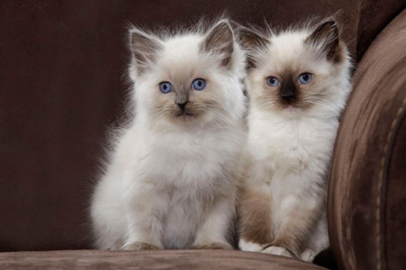 Ragdoll-kittens-for-sale.jpg