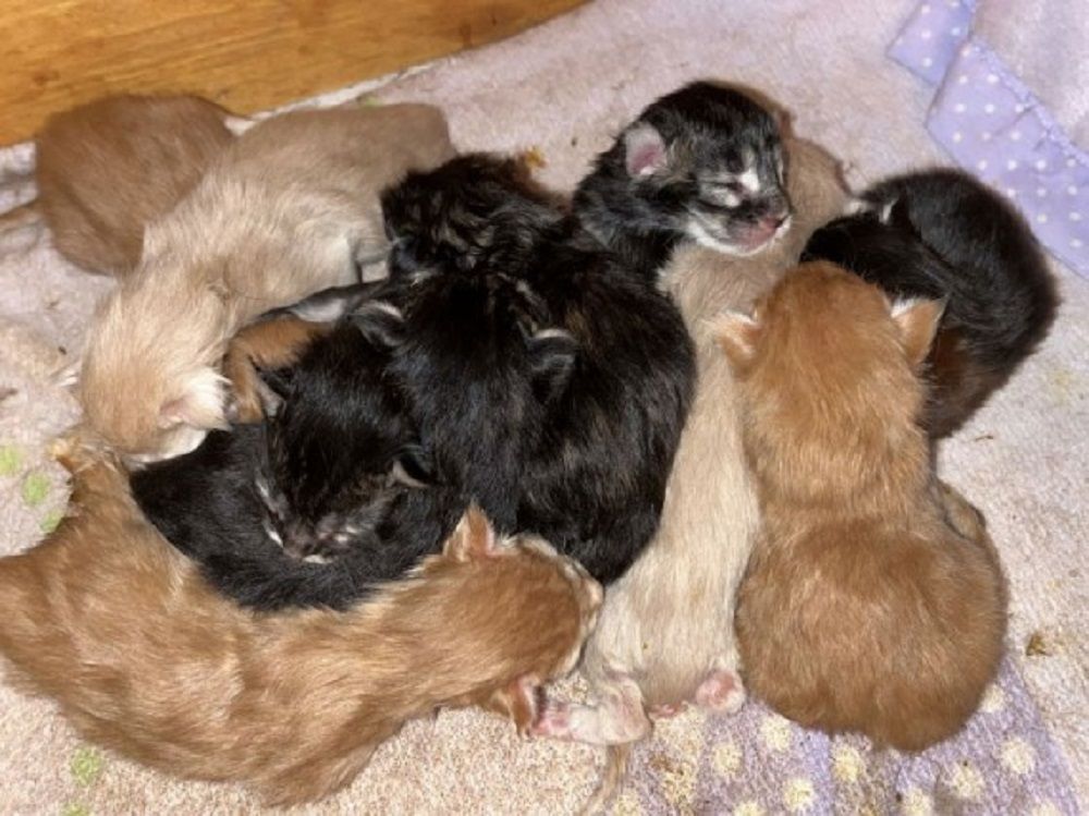 Maine-Coon-kittens-for-sale.jpg
