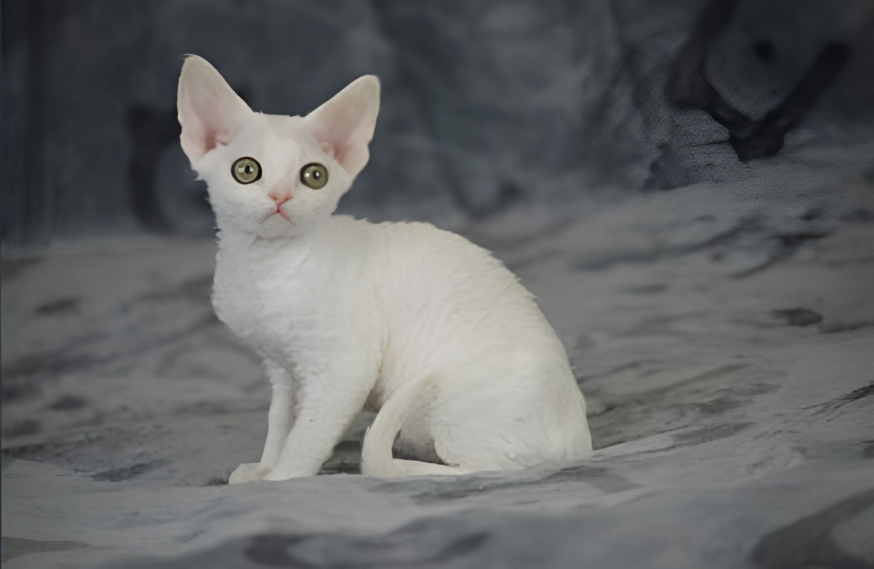 Sphynx-kittens-for-sale.jpg