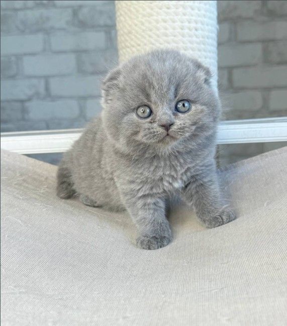 Scottish-Fold-kittens-for-sale.jpg