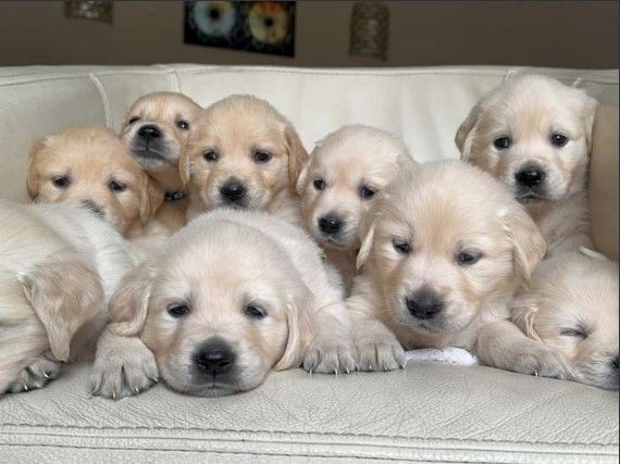 Golden-Retriever-Puppies-for-Sale.jpg