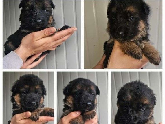 German-Shepherd-puppies-for-Sale.jpg