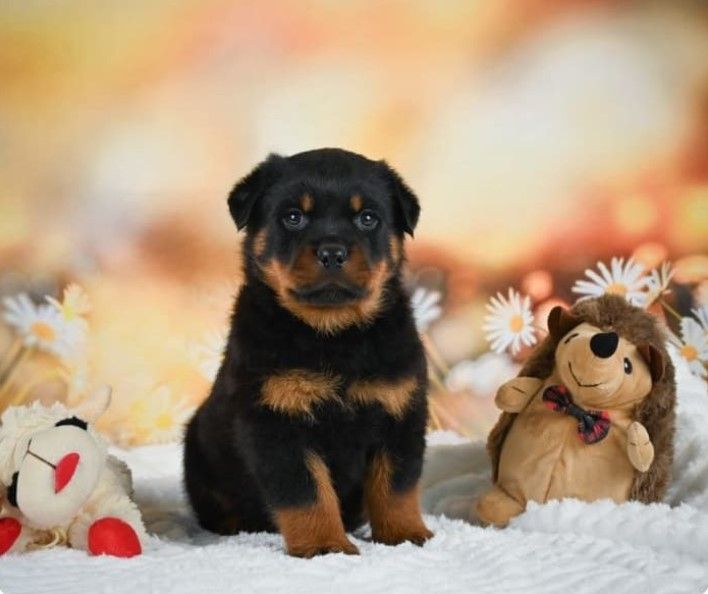 Rottweiler-puppies-for-sale.jpg