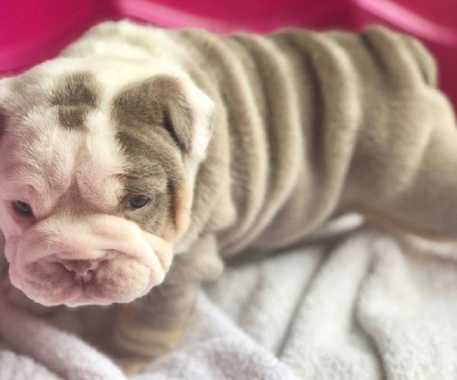 English-Bulldog-puppies-for-Sale.jpg